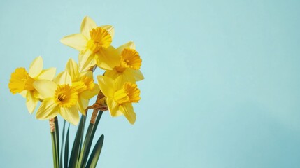 A bouquet of vibrant yellow daffodils on a pale sky blue background, close-up shot, Minimalist style