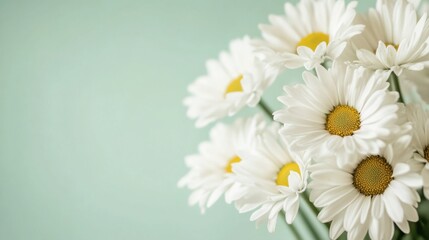Fototapeta premium A bouquet of white daisies on a soft mint green background, close-up shot, Minimalist style