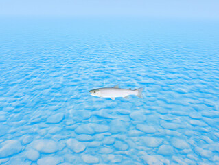 Naklejka premium Trout Swimming in Stream Displaying Shiny Blue and Silver Scales in Freshwater Habitat