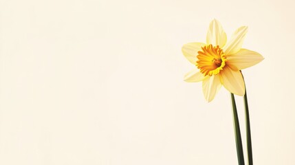 Obraz premium A bright yellow daffodil against a soft cream background, close-up shot, Minimalist style
