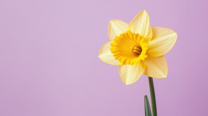 Fototapeta premium A bright yellow daffodil against a soft lavender background, close-up shot, Stock photo library style