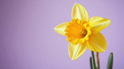 Fototapeta premium A bright yellow daffodil against a soft lavender background, close-up shot, Stock photo library style