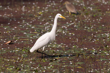 Greater white egret