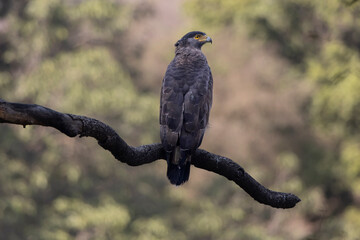 Serpent eagle