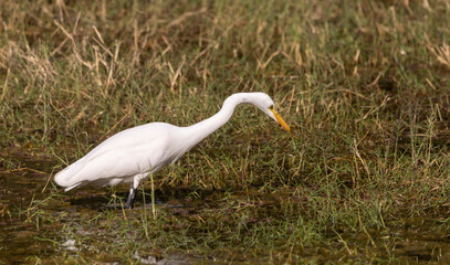 Greater white egret