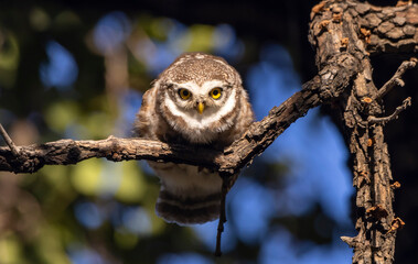 Spotted owlet