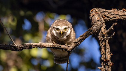 Spotted owlet