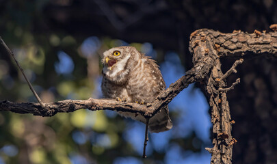 Spotted owlet