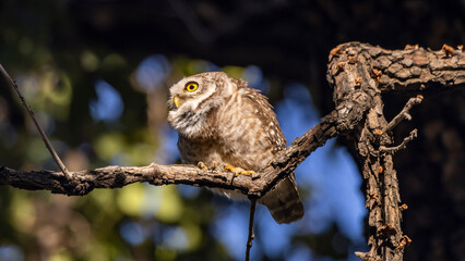 Spotted owlet