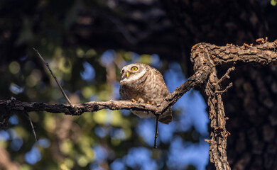 Obraz premium Spotted owlet