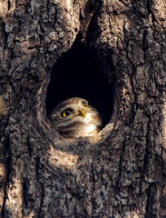Spotted owlet