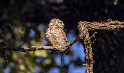 Spotted owlet