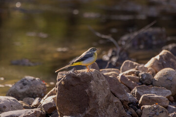 Grey wagtail