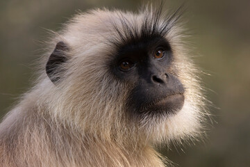 close up of a Langur monkey