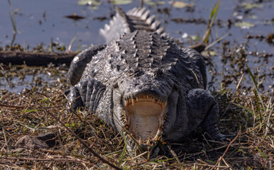 Marsh crocodile
