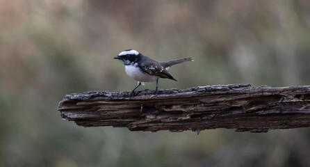 Insect catching bird in action