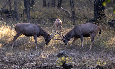 Sambar deer fighting