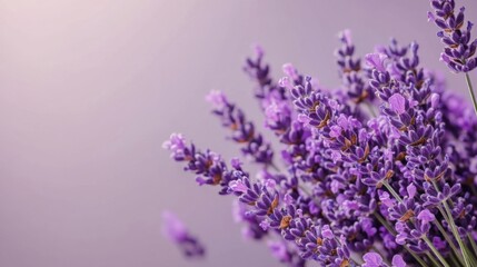 Fototapeta premium A cluster of deep purple lavender on a soft lavender-gray background, natural close-up shot, Minimalist style
