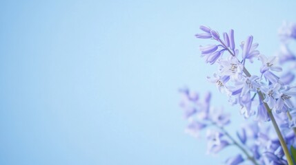 A cluster of delicate bluebells on a soft sky blue background, natural close-up shot, Minimalist style