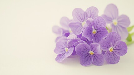 Obraz premium A cluster of delicate purple violets on a soft ivory background, close-up shot, Minimalist style