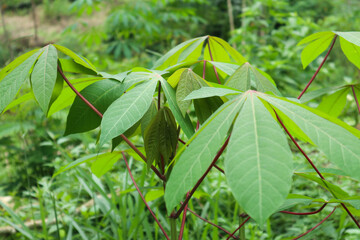 cassava plants in the garden photo taken in the afternoon