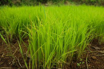 photo of rice seeds ready for planting