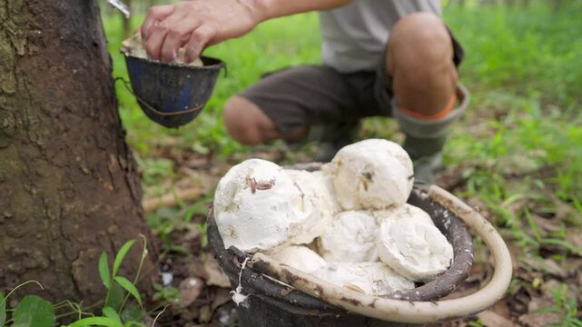 A tapper harvesting white cup lumps on rubber plantation, coagulated latex, farm worker