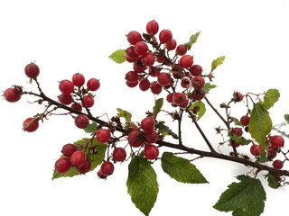 Obraz premium A branch of red berries with green leaves