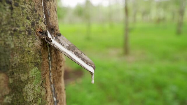 Nature white latex rubber dripping from tree on a plantation, harvest, slow motion shot