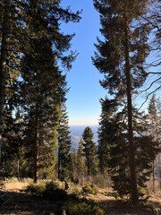 pine forest on the mountainside