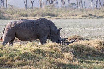 Obraz premium rhino in the grass