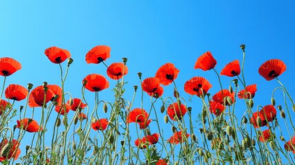 Obraz premium A dynamic display of red poppies against a clear blue sky, angled shot, Dramatic style