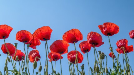 Fototapeta premium A dynamic display of red poppies against a clear blue sky, angled shot, Dramatic style