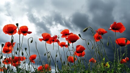 Obraz premium A dynamic display of red poppies against a dramatic cloudy sky, angled shot, Dramatic style