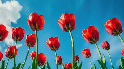 Fototapeta premium A dynamic display of red tulips against a vibrant blue sky, angled shot, Dramatic style