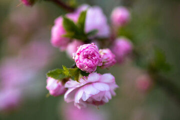 Pink rose flowers in beautiful garden at the morning, summertime. The splendour of the flowering plants. Ovely flower background of roses. International women s day March 8