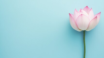 Fototapeta premium A fresh pink lotus on a serene blue backdrop, close-up shot, Minimalist style