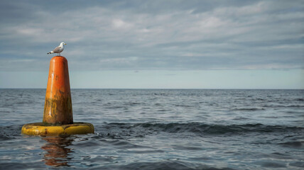 Fototapeta na wymiar Seagull Perched on a Buoy