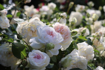Rose garden
