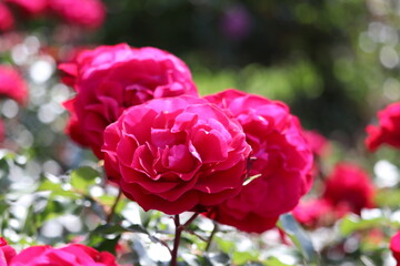 Roses in garden