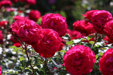 Rose garden