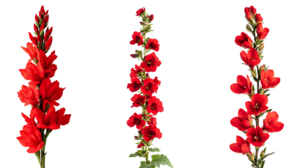Set of bright red flowers blooming along a vertical spike, surrounded by delicate green foliage, showcased in a refined floral design, isolated on a white or transparent background.