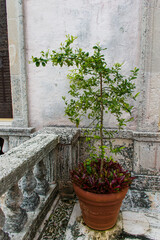 Plant in a beautiful pot.