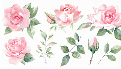 Fototapeta premium Watercolor Floral Elegance: A Stunning Collection of Pink Roses, Garden Blooms, Eucalyptus, and Greenery for Wedding and Botanical Designs