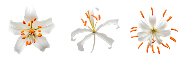 Set of minimalistic composition of a white lily flower with vivid orange stamens, isolated against a pure white or transparent background.