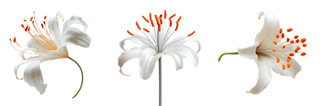 Set of minimalistic composition of a white lily flower with vivid orange stamens, isolated against a pure white or transparent background. - Powered by Adobe