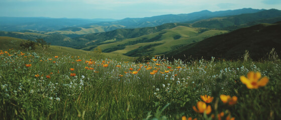 Fototapeta premium Cinematic view of vibrant wildflowers on rolling hills under a clear sky