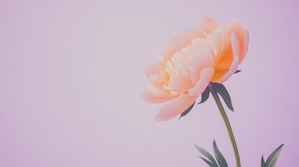 Fototapeta premium A lone soft peach peony isolated against a muted lavender background, close-up shot, Minimalist style