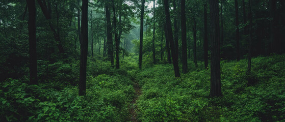 Obraz premium Lush green forest with dense vegetation and towering trees under soft light