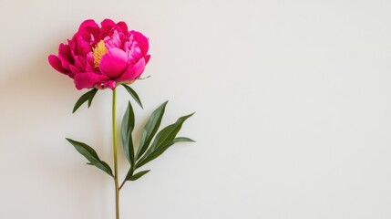 A lone vibrant magenta peony isolated against a light taupe background, close-up shot, Minimalist style